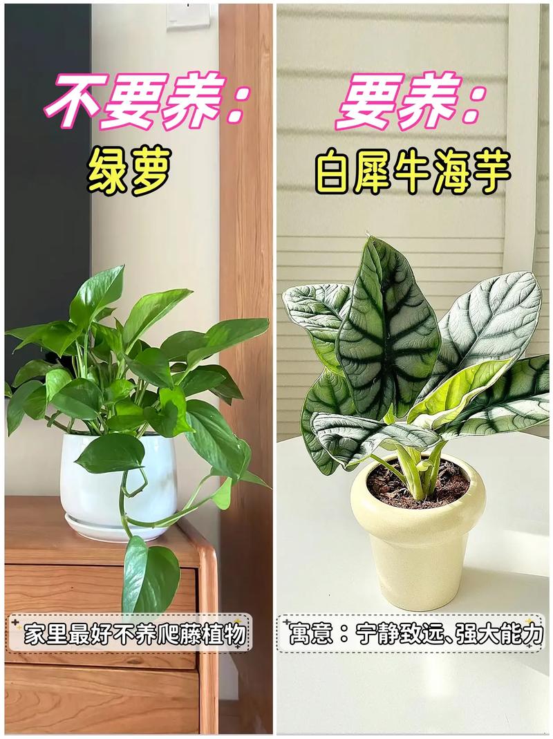 家里刚装修好,准备养些植物有好的推荐吗,准备装修要买些什么东西。 家居设计 家里刚装修好,准备养些植物有好的推荐吗,准备装修要买些什么东西。 家里刚装修好,准备养些植物有好的推荐吗,准备装修要买些什么东西。 家居设计