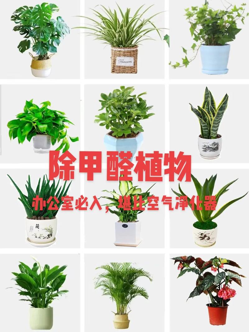 家里刚装修好,准备养些植物有好的推荐吗,开始装修先准备什么好点呢。 买房须知 家里刚装修好,准备养些植物有好的推荐吗,开始装修先准备什么好点呢。 家里刚装修好,准备养些植物有好的推荐吗,开始装修先准备什么好点呢。 买房须知