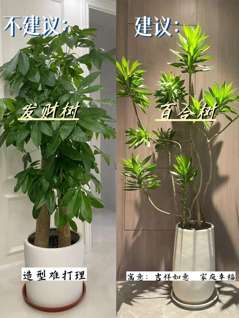 家里刚装修好,准备养些植物有好的推荐吗,装修家要准备什么东西呢图片。 二手房 家里刚装修好,准备养些植物有好的推荐吗,装修家要准备什么东西呢图片。 家里刚装修好,准备养些植物有好的推荐吗,装修家要准备什么东西呢图片。 二手房