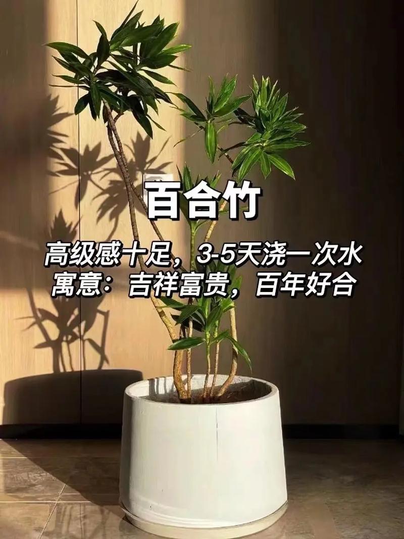 家里刚装修好，准备养些植物有好的推荐吗，刚装修要准备买一些什么东西。 家里刚装修好，准备养些植物有好的推荐吗，刚装修要准备买一些什么东西。 买房须知
