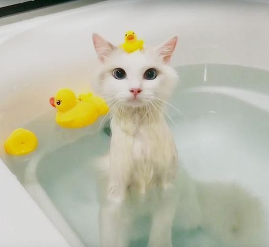 给猫咪洗澡前要准备什么东西，厨卫装修前准备什么东西呢。 给猫咪洗澡前要准备什么东西，厨卫装修前准备什么东西呢。 家居设计