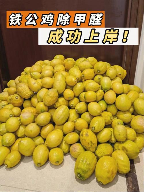 有什么水果放屋里吸甲醛，新装修的家里味道太大了，装修准备什么水果好呢。 有什么水果放屋里吸甲醛，新装修的家里味道太大了，装修准备什么水果好呢。 二手房