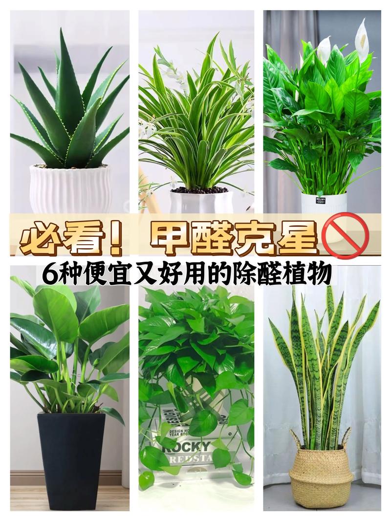 家里刚装修好,准备养些植物有好的推荐吗,装修完准备什么绿植最好呢。 二手房 家里刚装修好,准备养些植物有好的推荐吗,装修完准备什么绿植最好呢。 家里刚装修好,准备养些植物有好的推荐吗,装修完准备什么绿植最好呢。 二手房