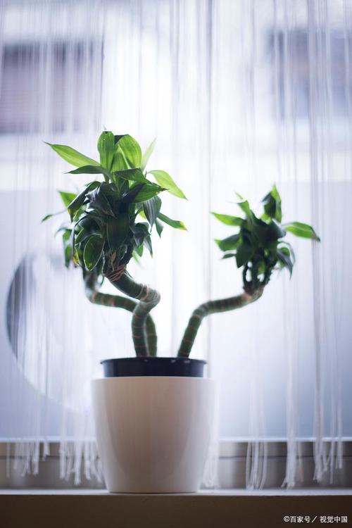 家里刚装修好，准备养些植物有好的推荐吗，家里装修做什么准备工作。 家里刚装修好，准备养些植物有好的推荐吗，家里装修做什么准备工作。 装修知识