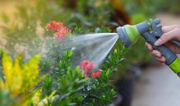 装修浇水,养护绿植的艺术与科学 买房须知 装修浇水,养护绿植的艺术与科学 装修浇水,养护绿植的艺术与科学 买房须知